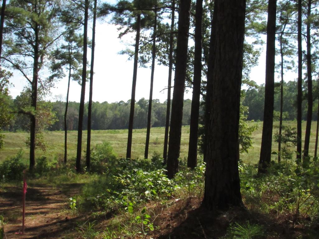 a view of backyard with tree