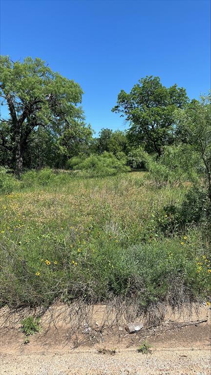 a view of a yard with plants and large trees