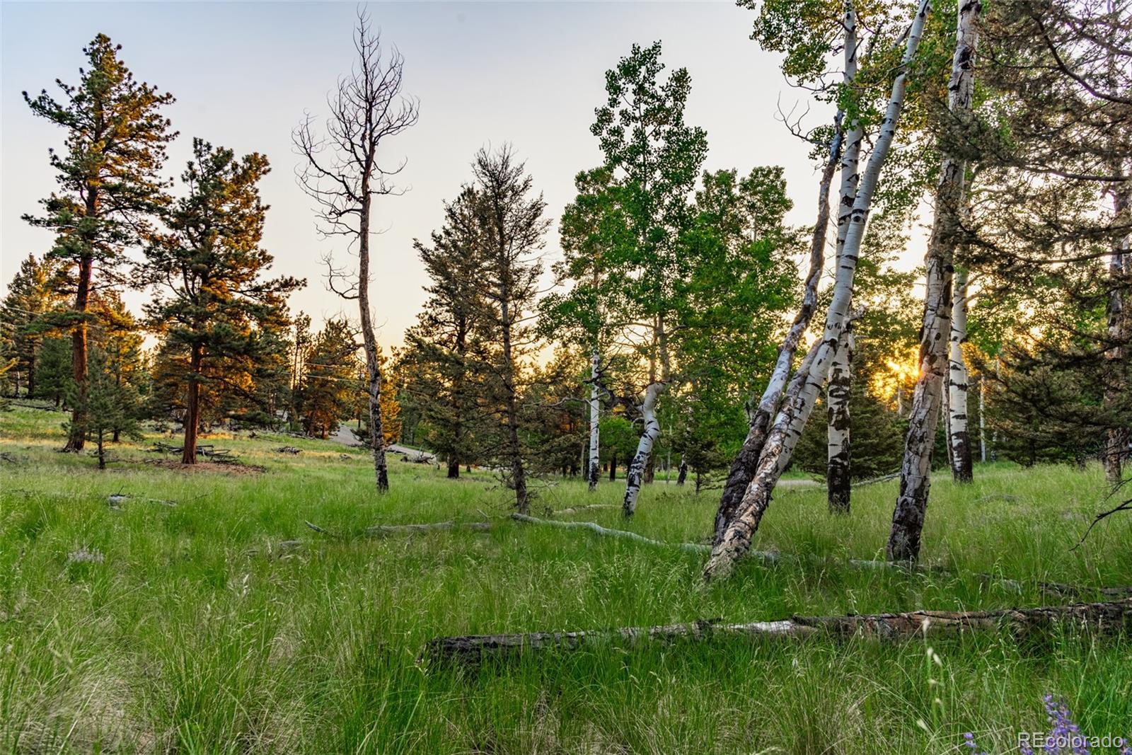 a view of a park with large trees