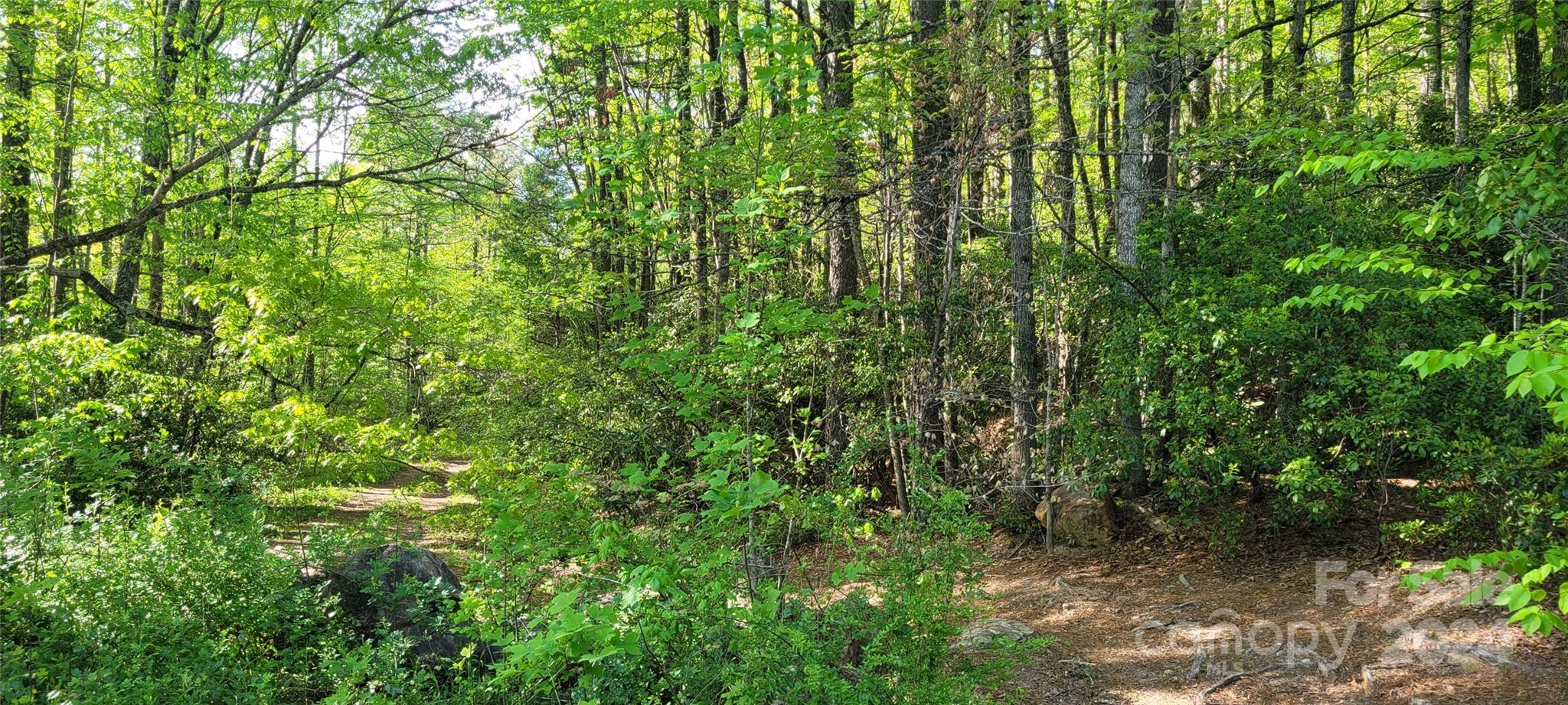 a view of a lush green forest