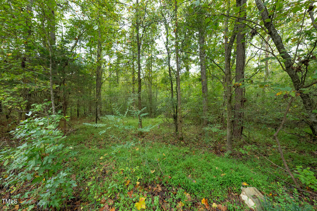 a view of a lush green forest