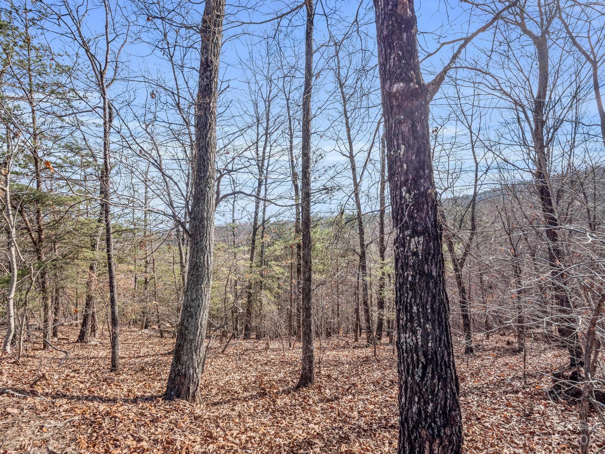 a view of a forest with trees