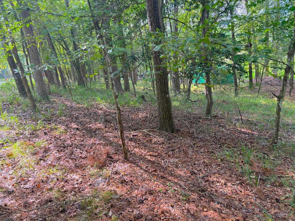 a view of a forest with trees