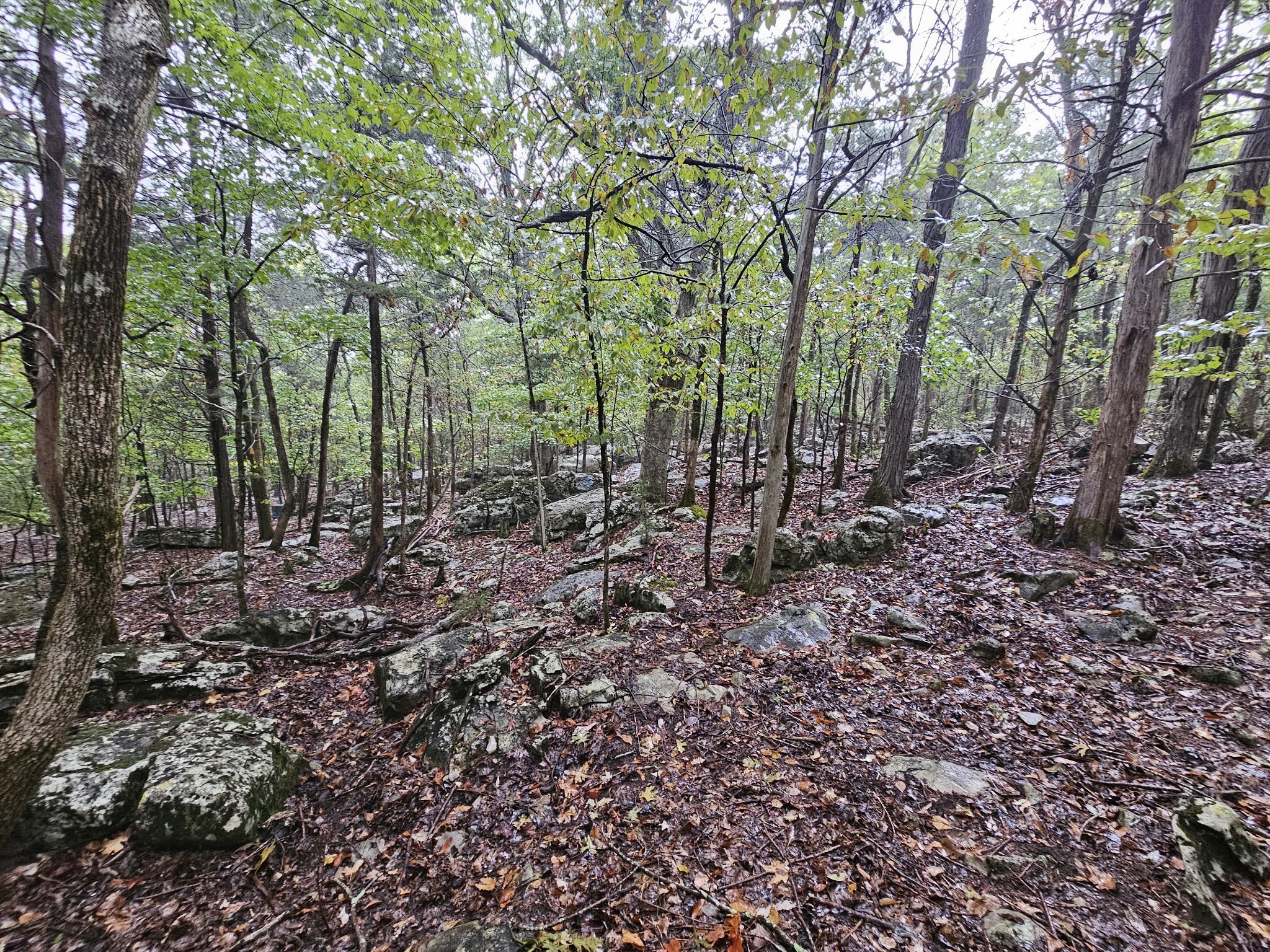 a view of a forest with trees in the background