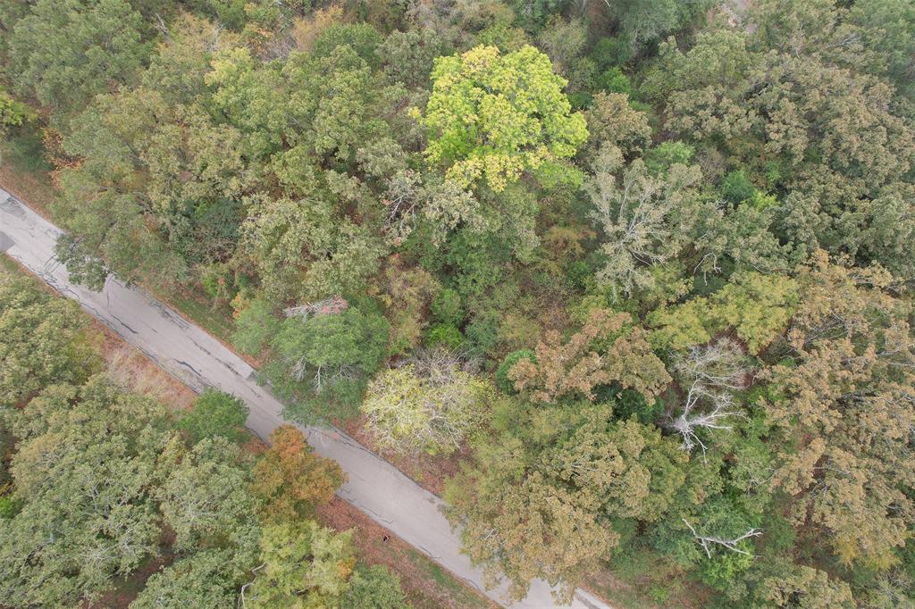 a view of a forest with a tree