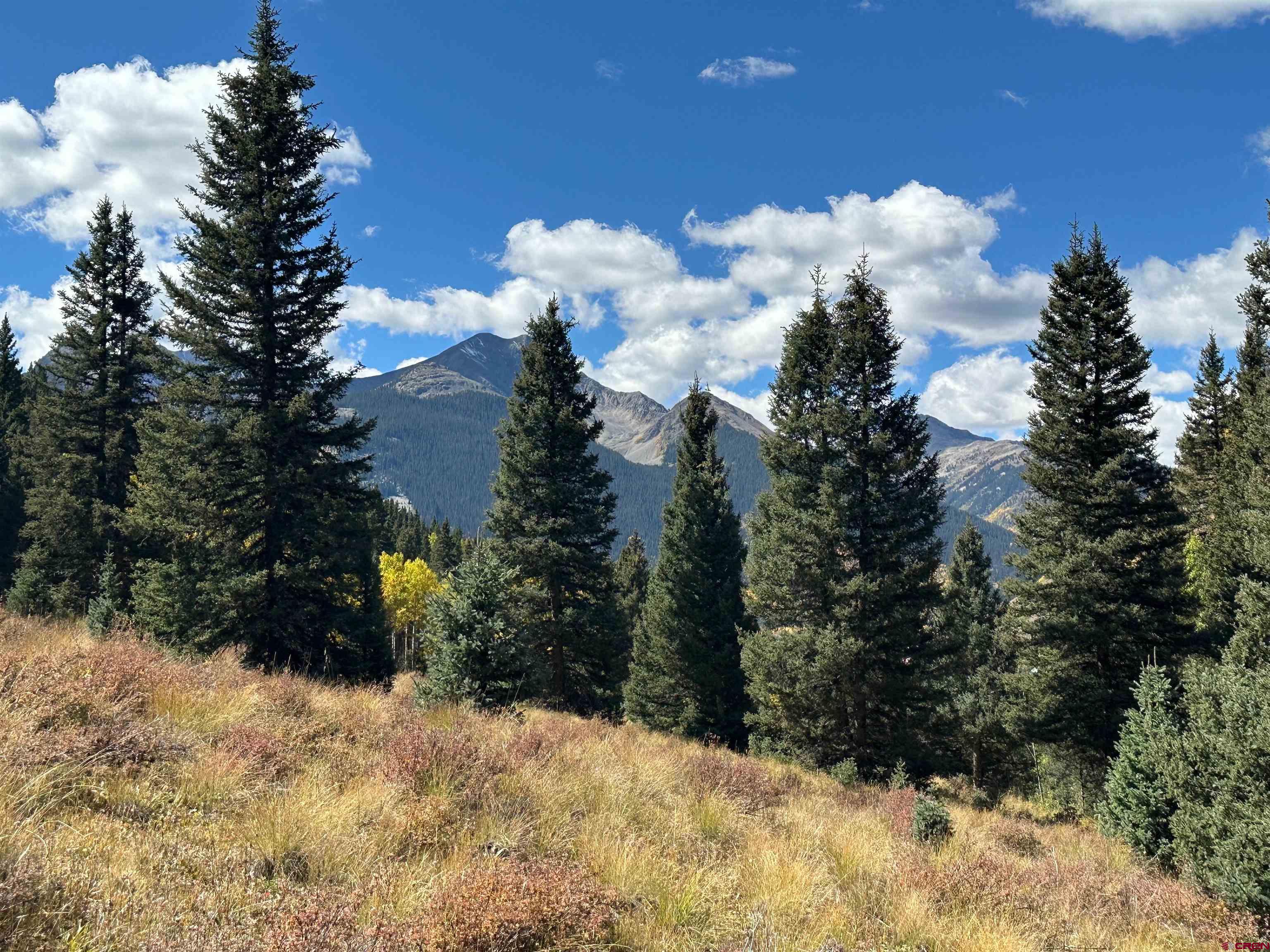 a view of a bunch of trees