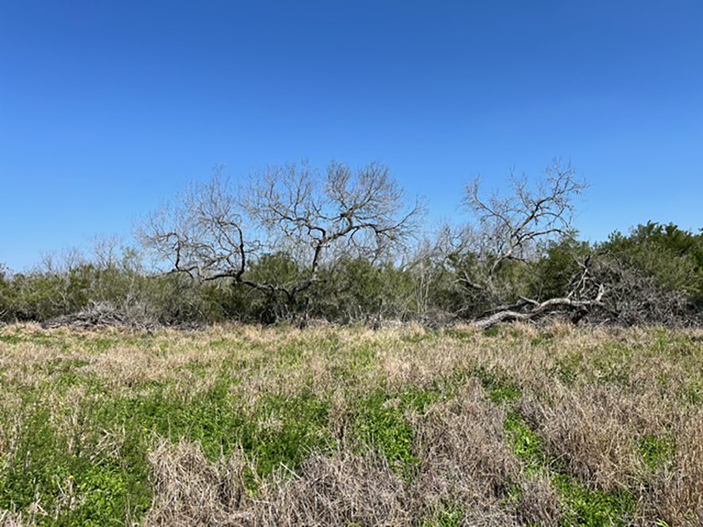 a view of a field with a tree in the background