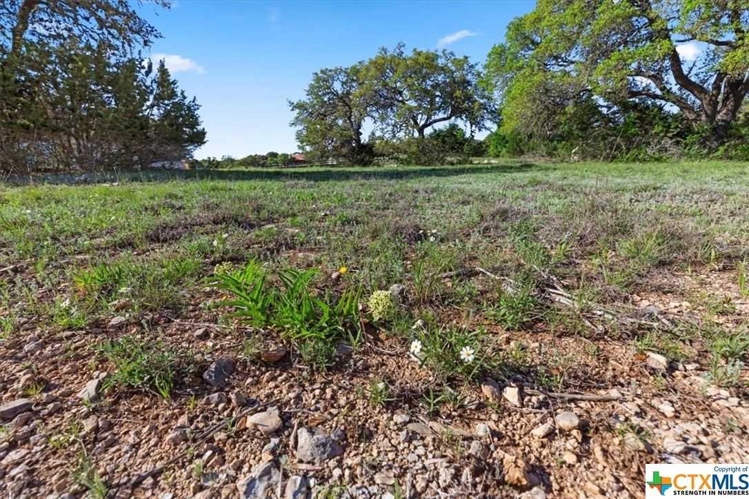 a view of a lush green space