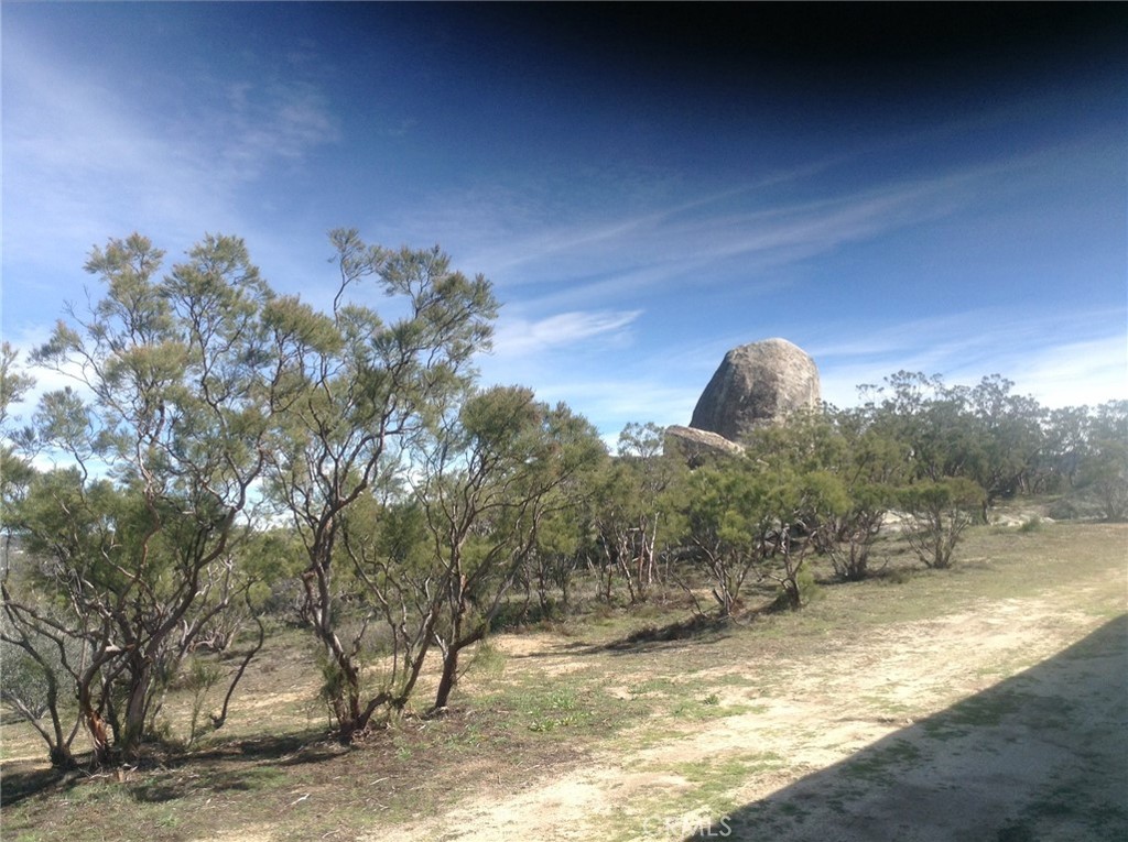 a view of a large tree with a yard