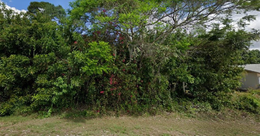 a view of a forest with a tree