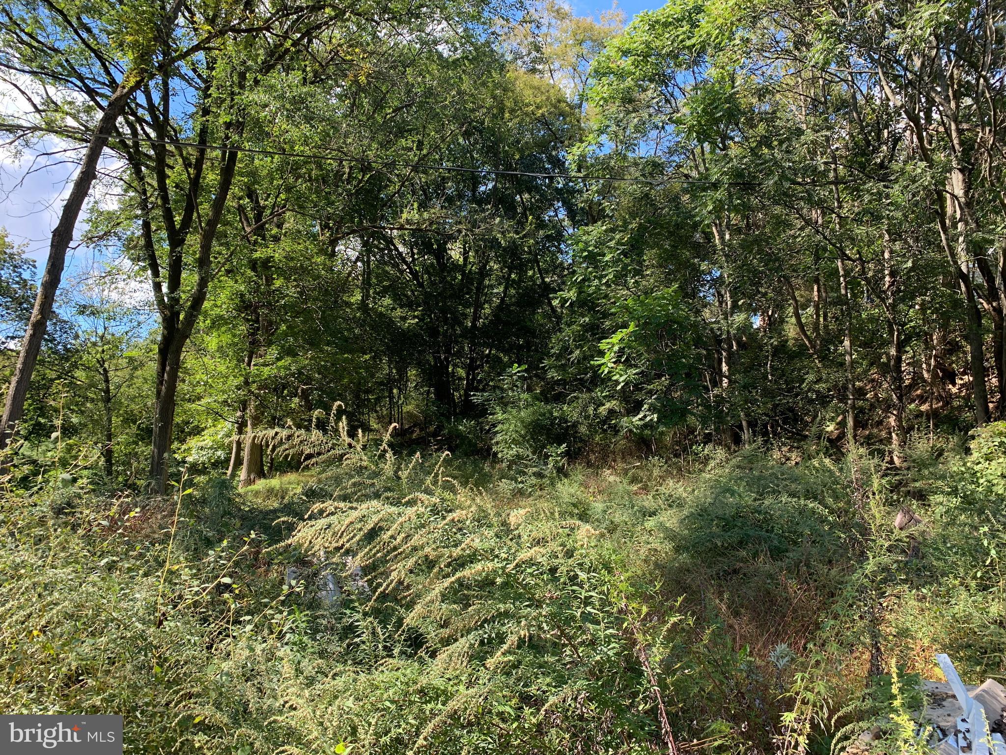 a view of a lush green forest