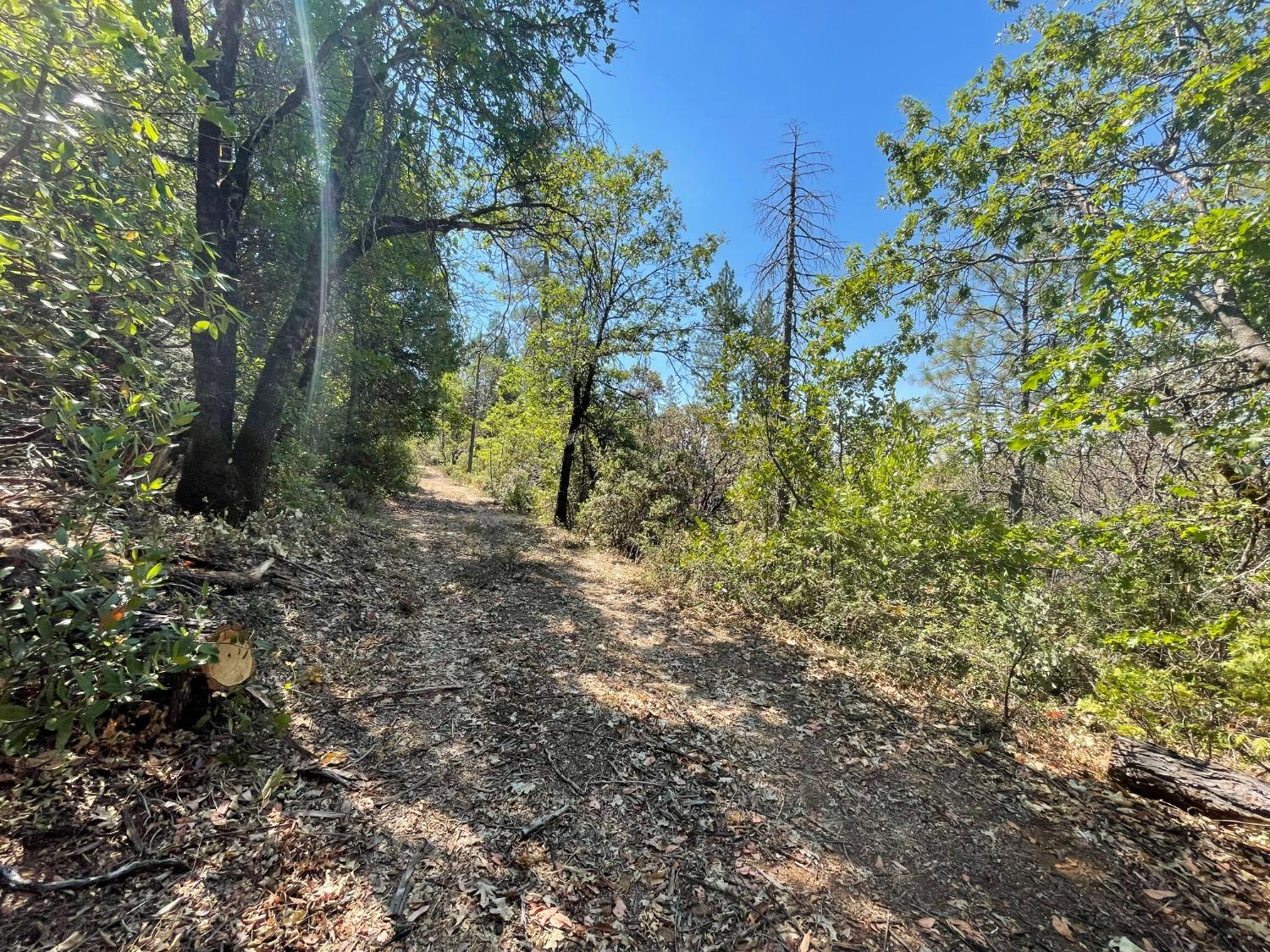 a view of a forest with trees