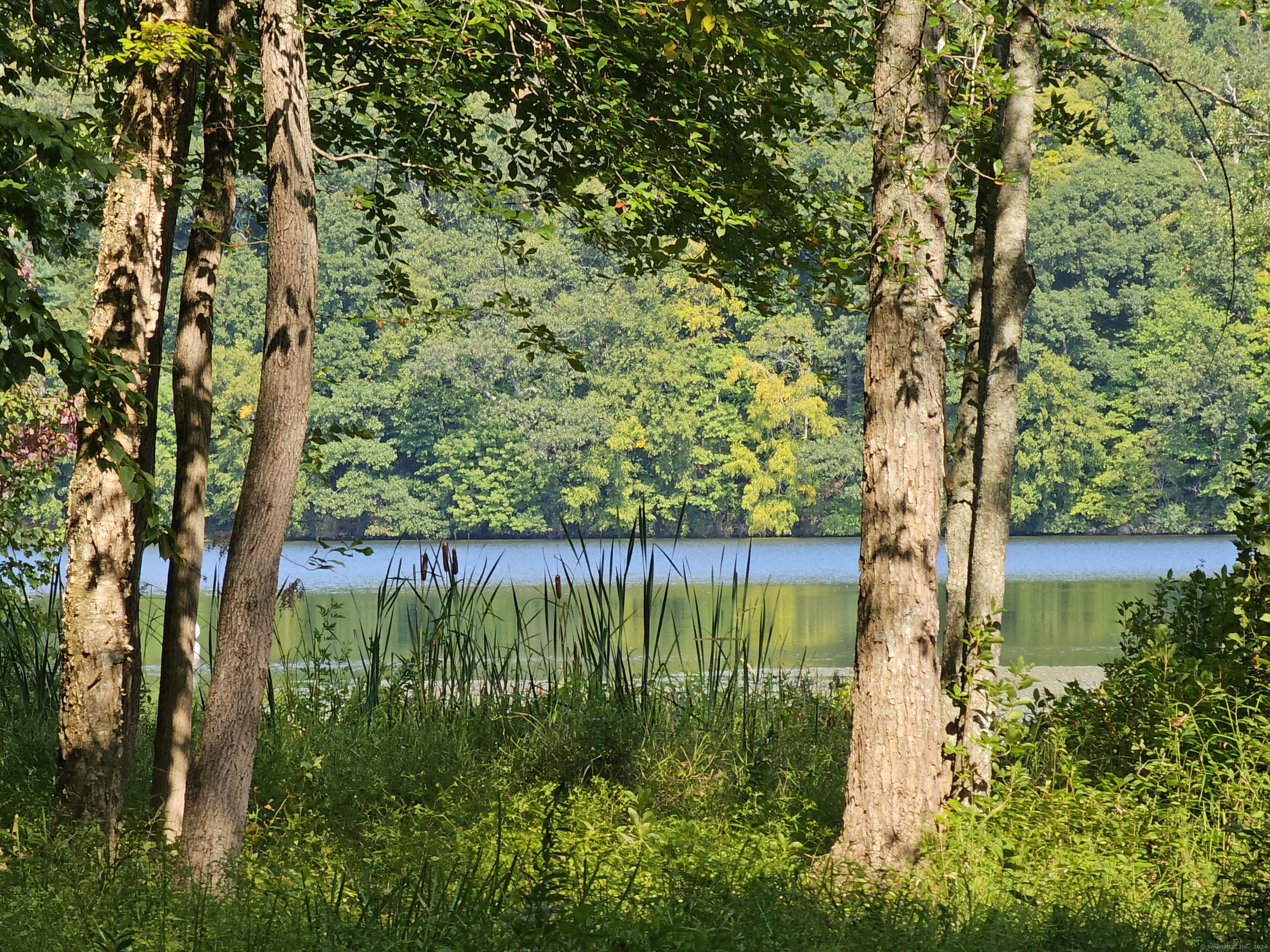 a view of a lake with a tree