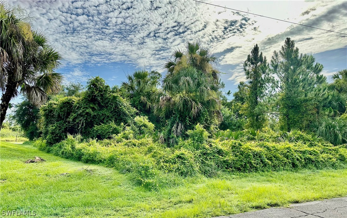 a view of a garden with a tree