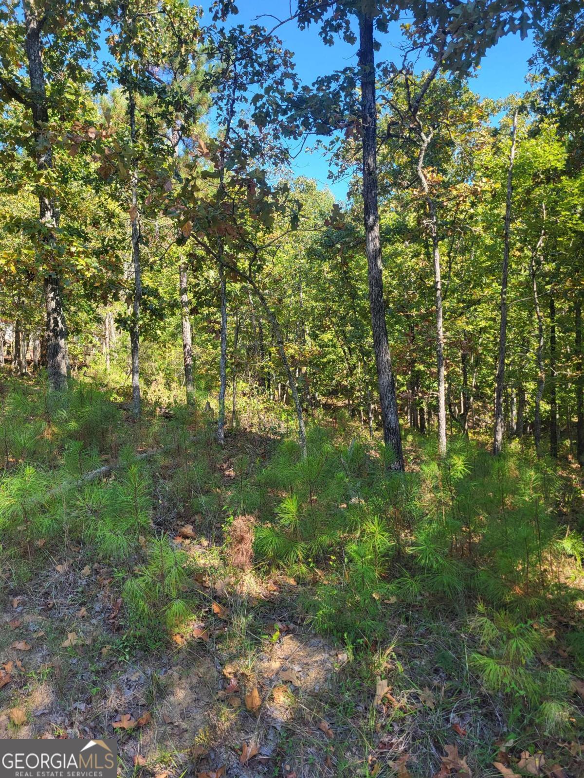 a view of a forest