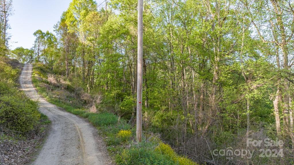 a view of a forest with a street