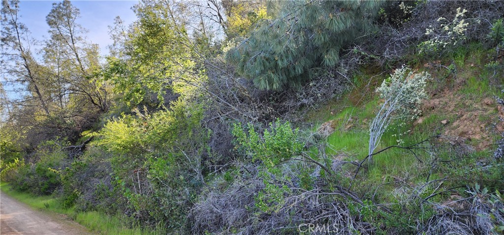 a plant view in forest