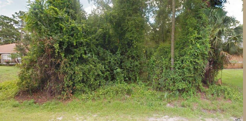 a view of a lush green forest