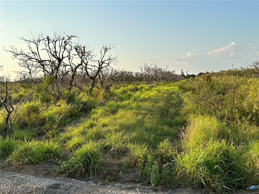 a view of a yard