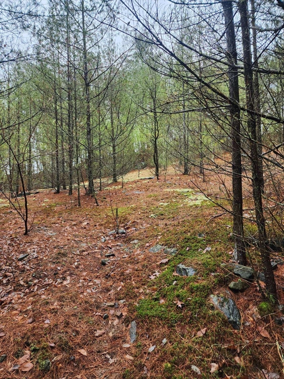 a fire hydrant in the middle of a forest