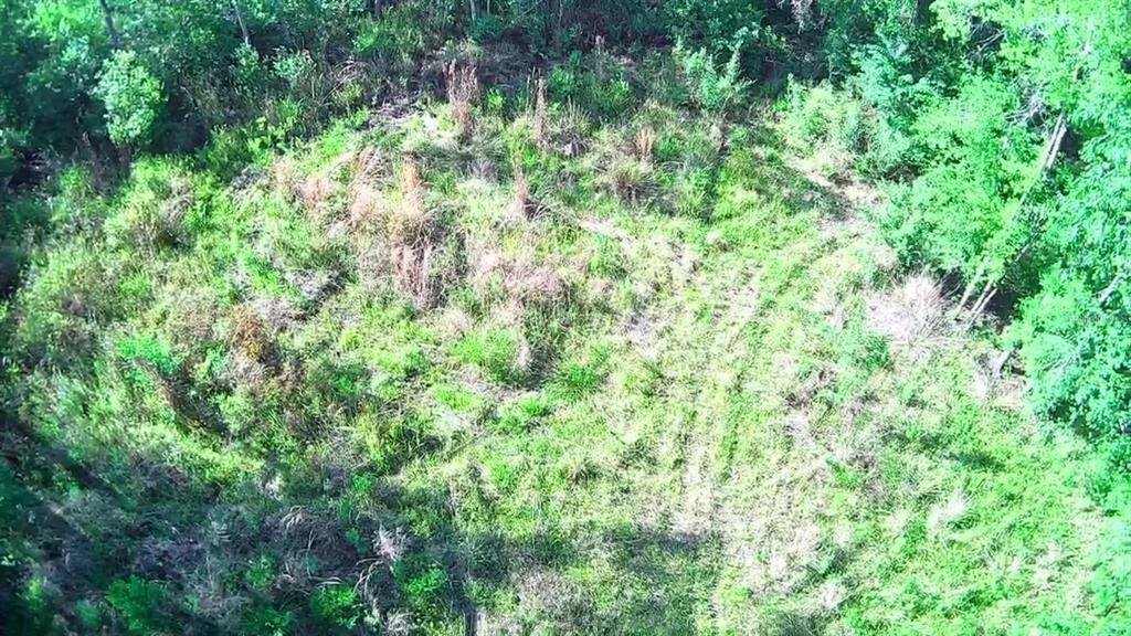 a view of a lush green forest