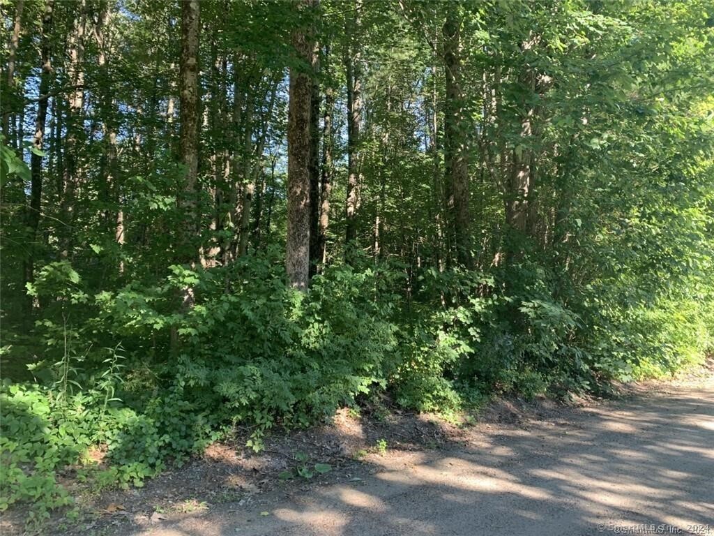 a view of a forest with lots of trees