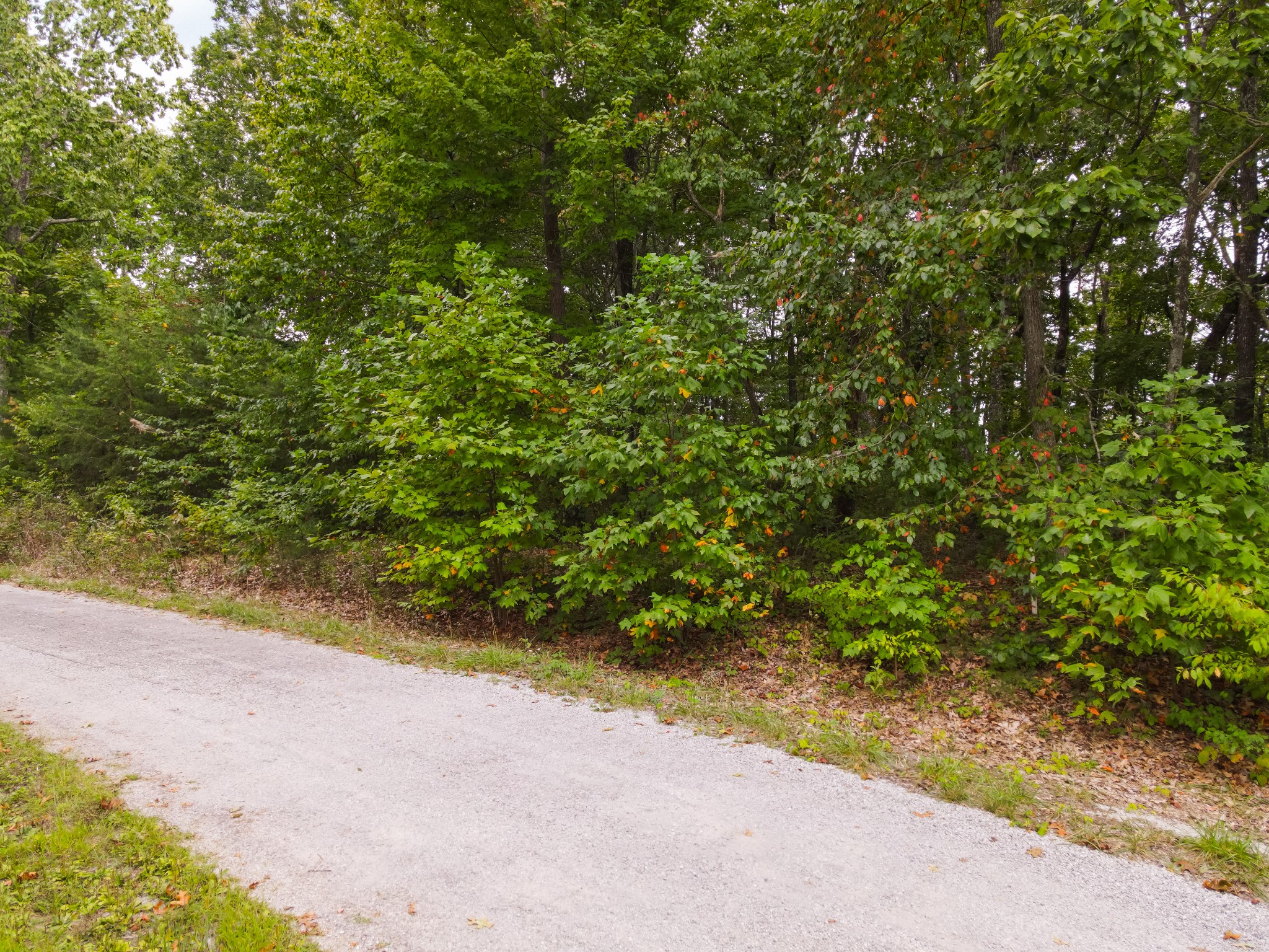 a view of a yard with plants