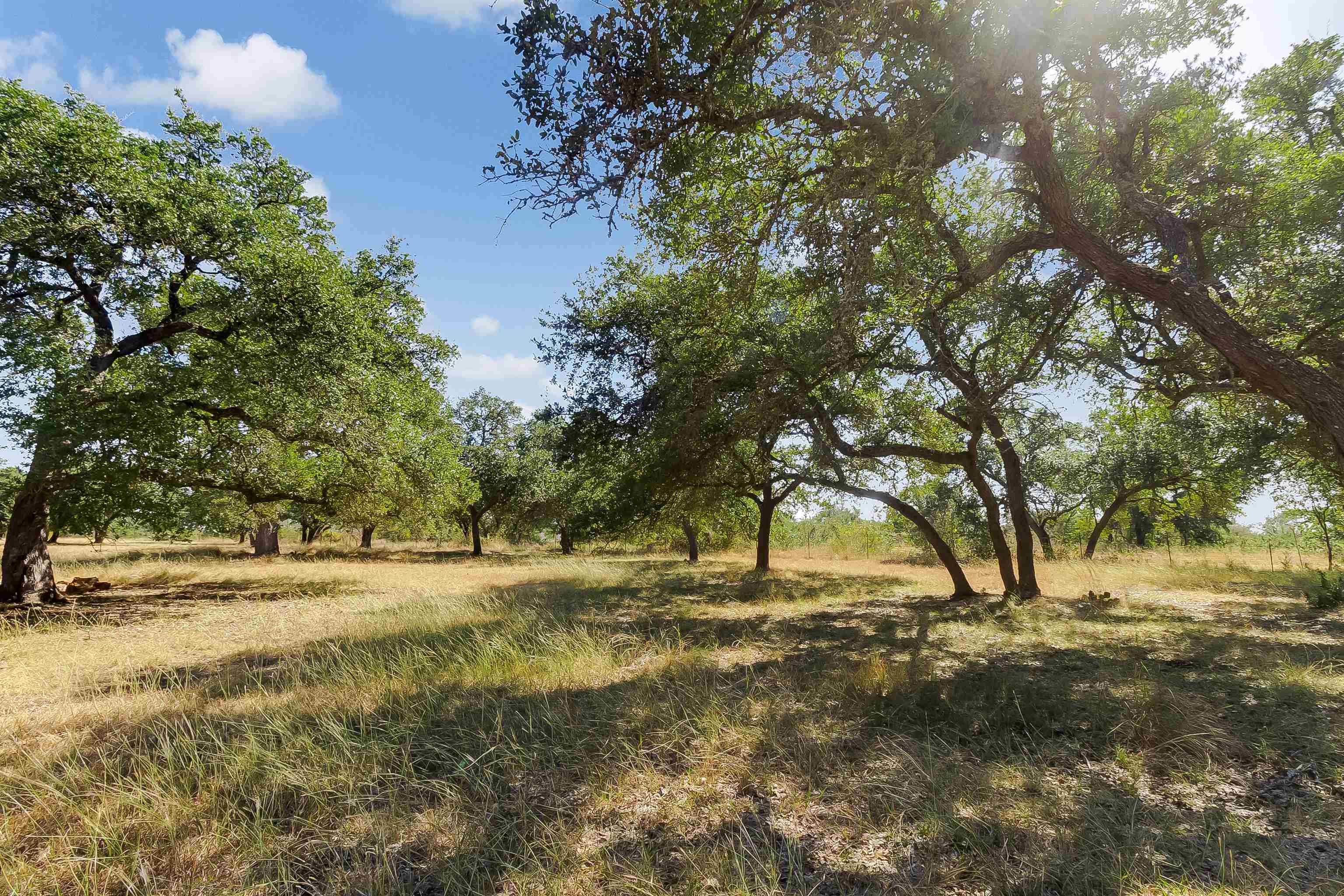 a view of dirt yard with a trees