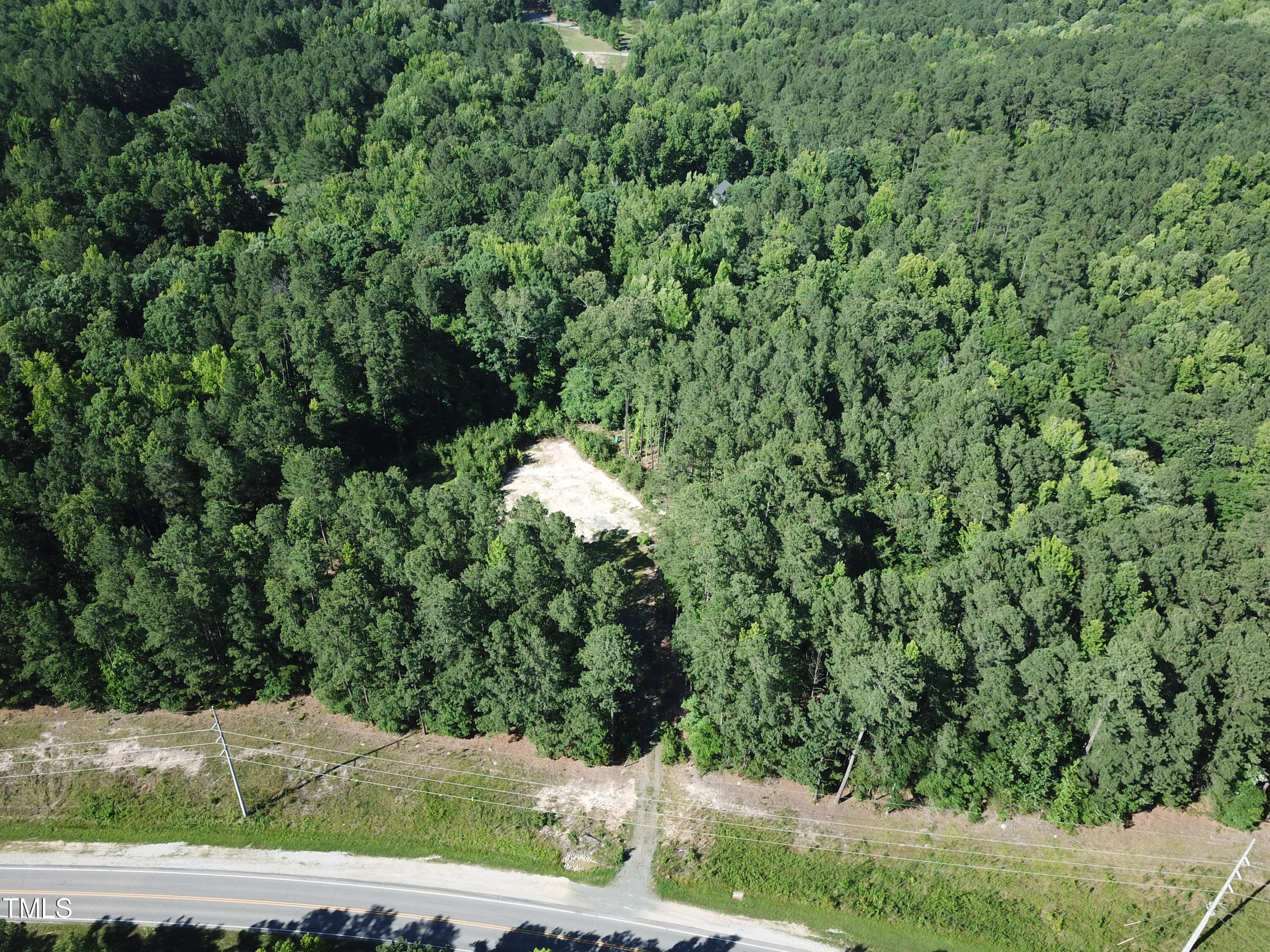 a view of a forest with a tree