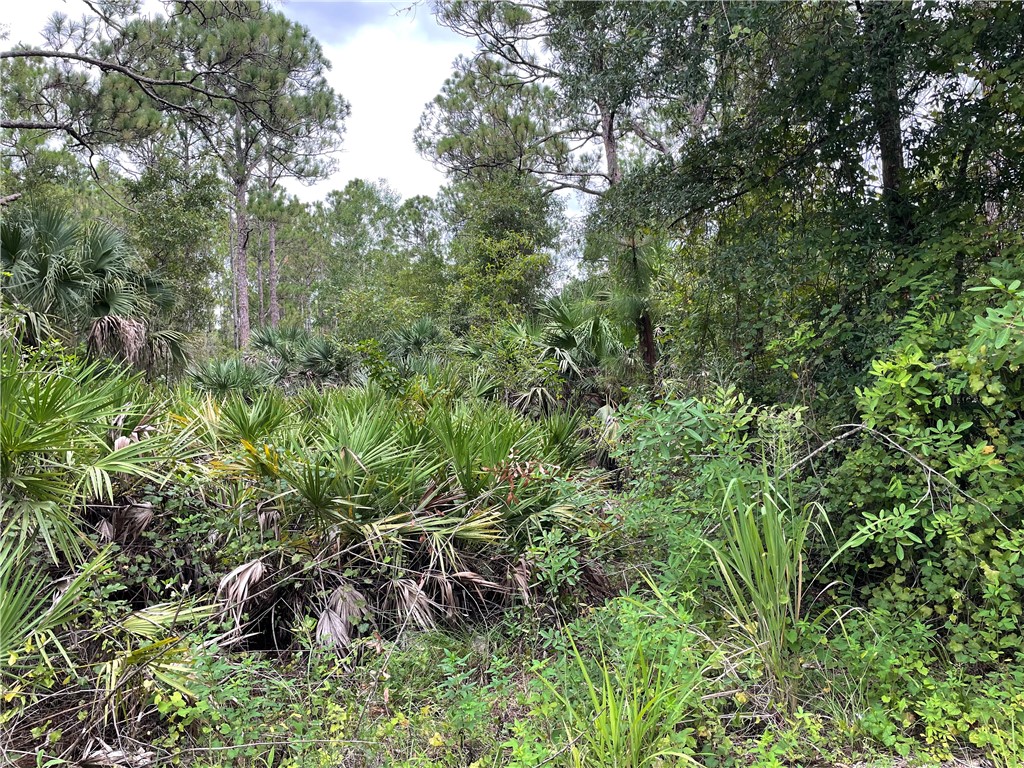 a view of a lush green forest with lawn chairs and plants