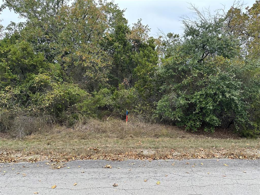 a view of a dry yard with trees