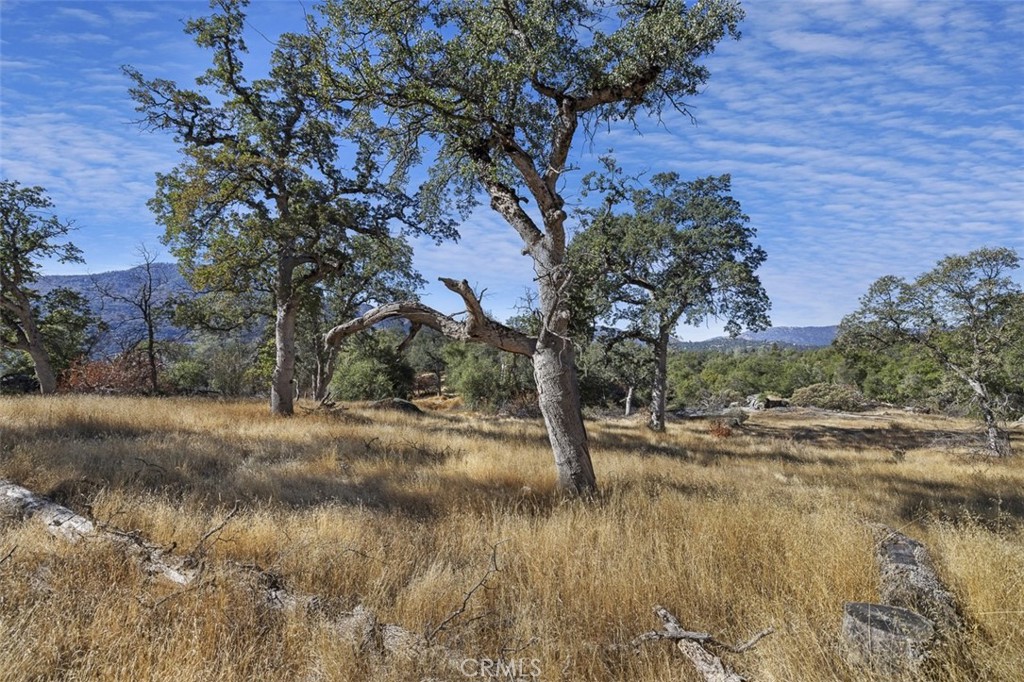 a view of dirt yard with a tree