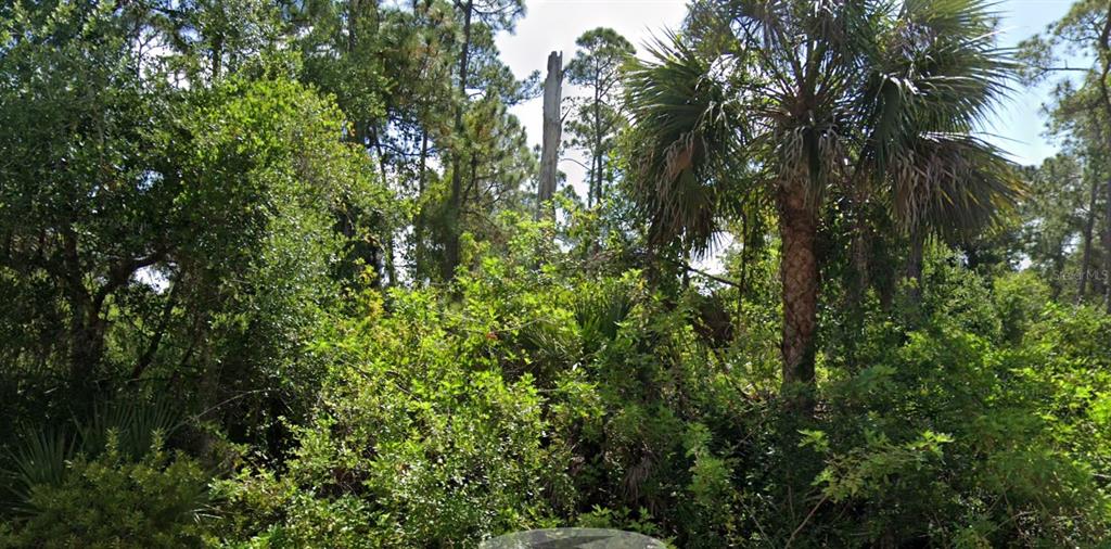 a view of a tree in a forest