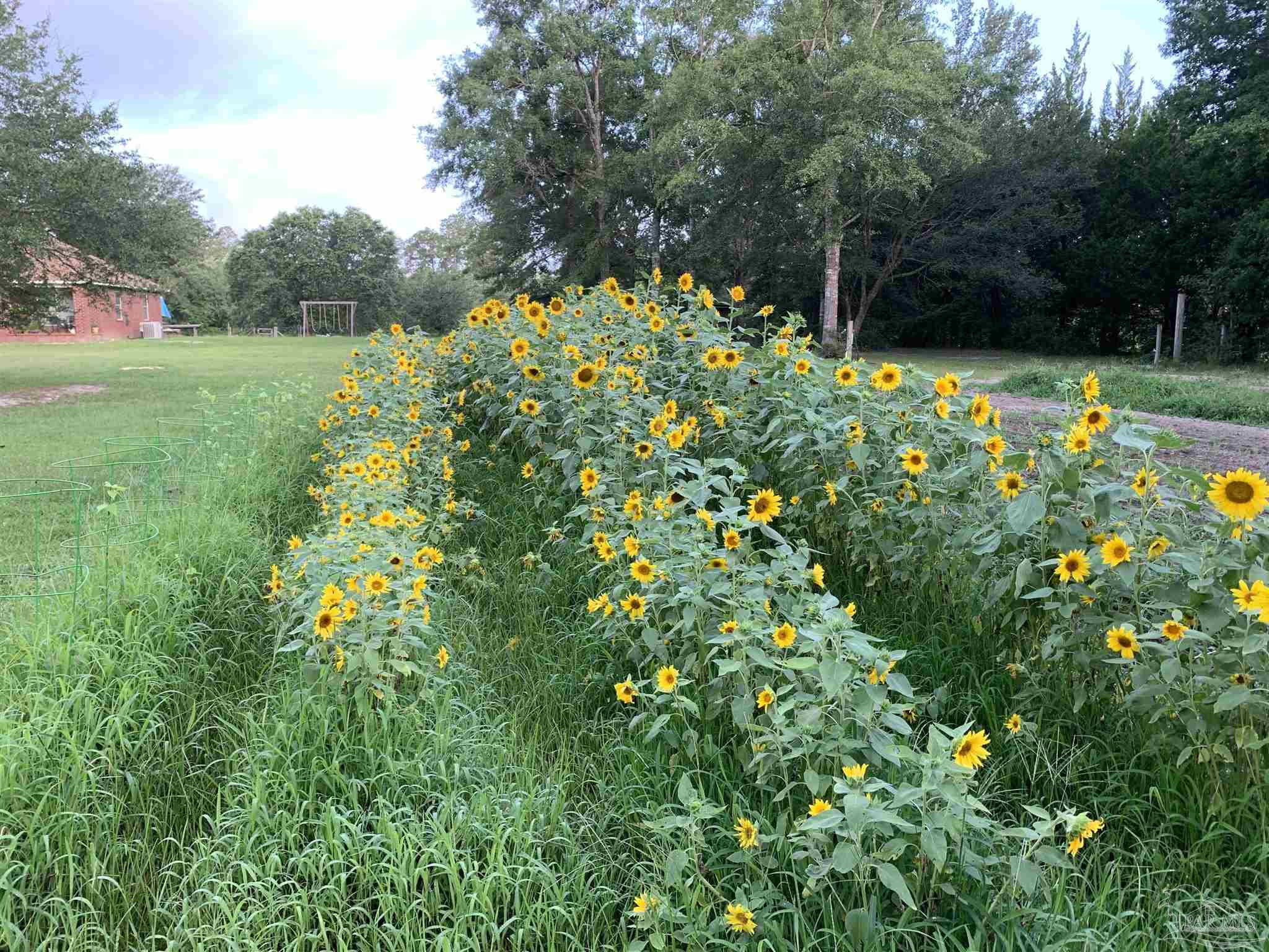 a view of a flower in a garden