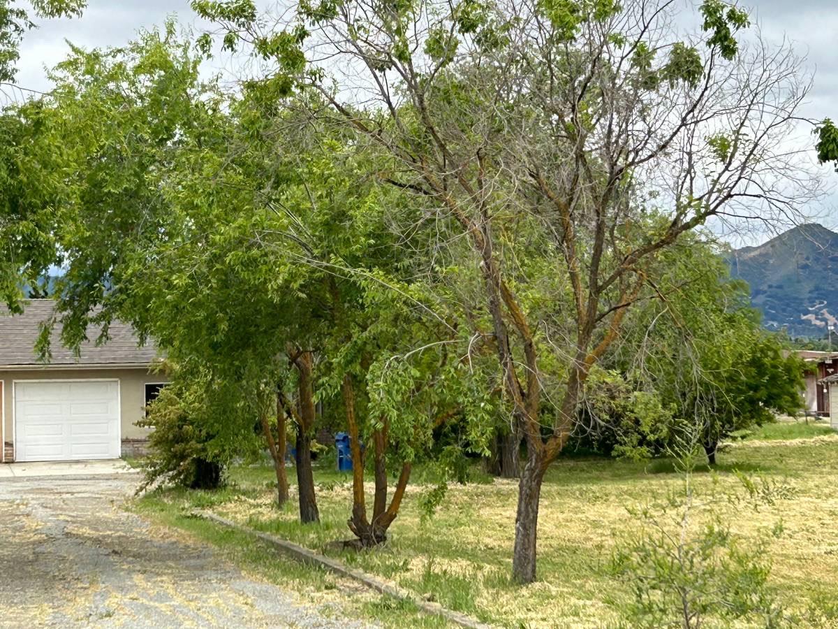 a view of a yard with plants