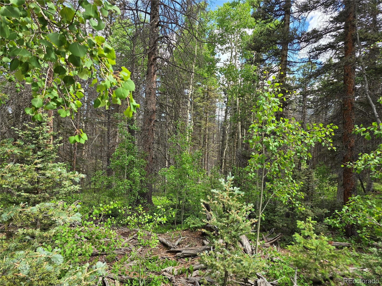 a view of a lush green forest