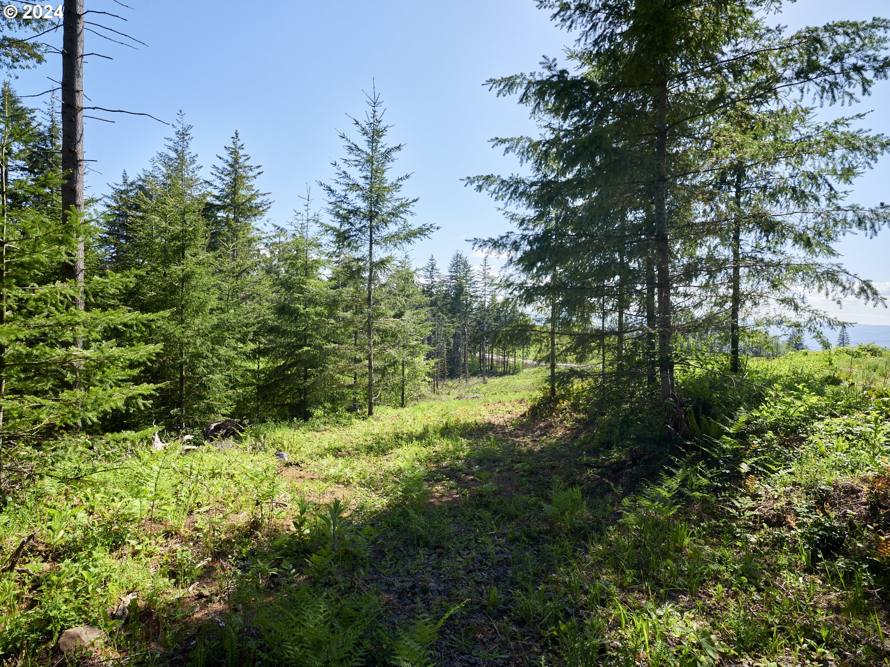 a view of a lush green forest with large trees