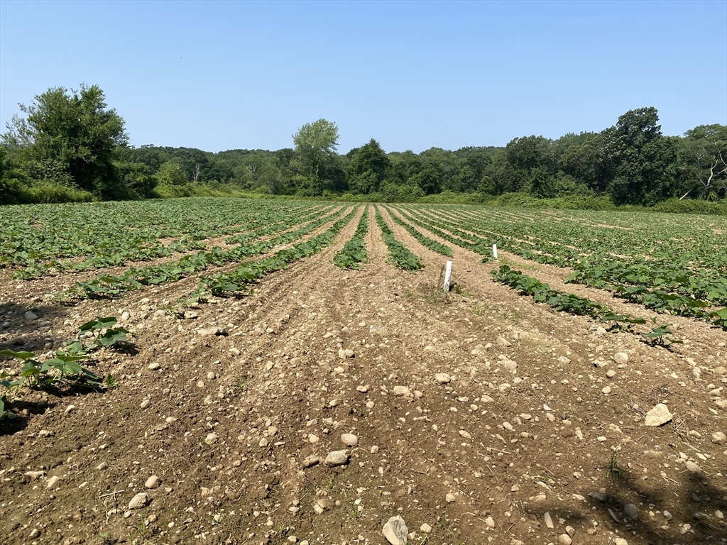 a view of a field with an trees