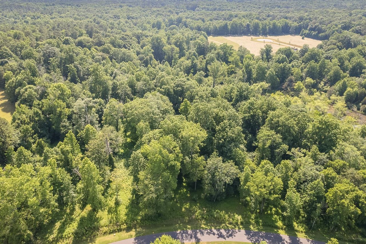 a view of a lake from a forest