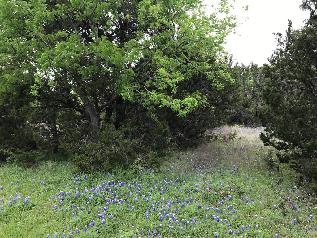 a view of a forest with a tree