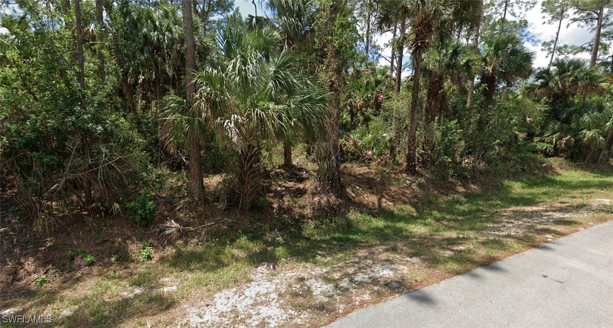 a view of a yard with plants and large trees