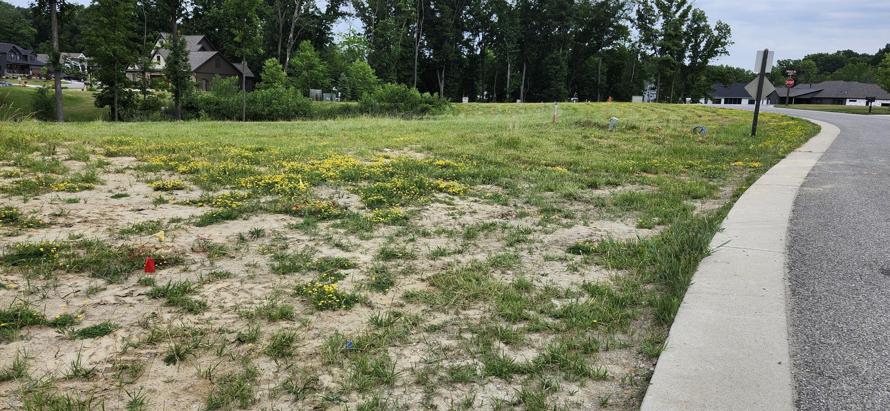 a view of a garden