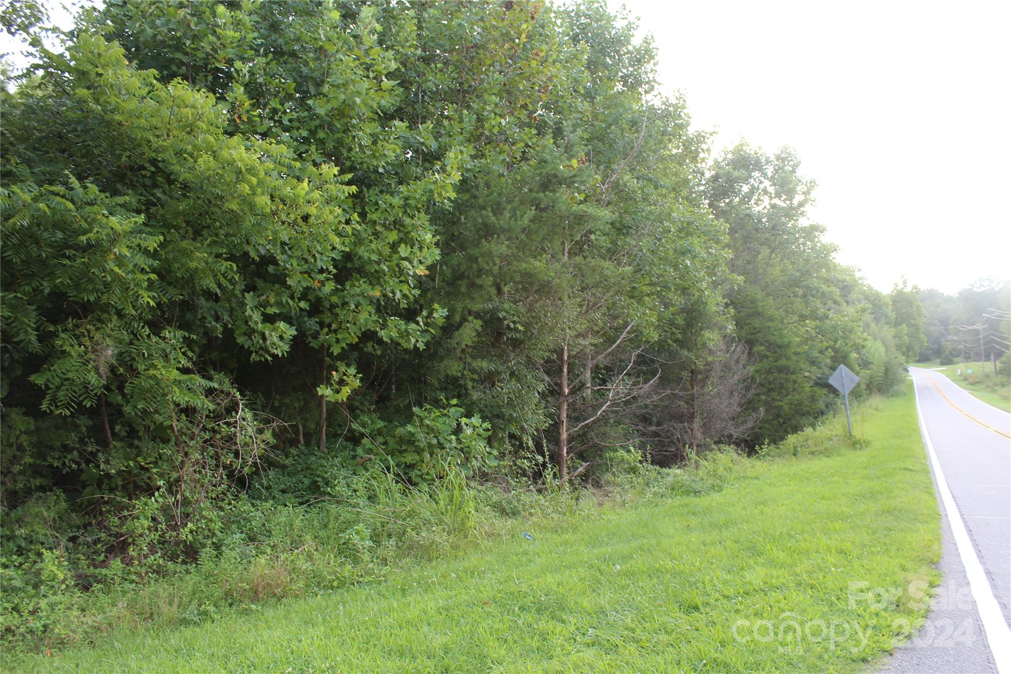 a view of a lush green forest