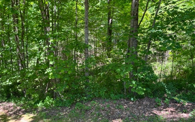 a view of a lush green forest