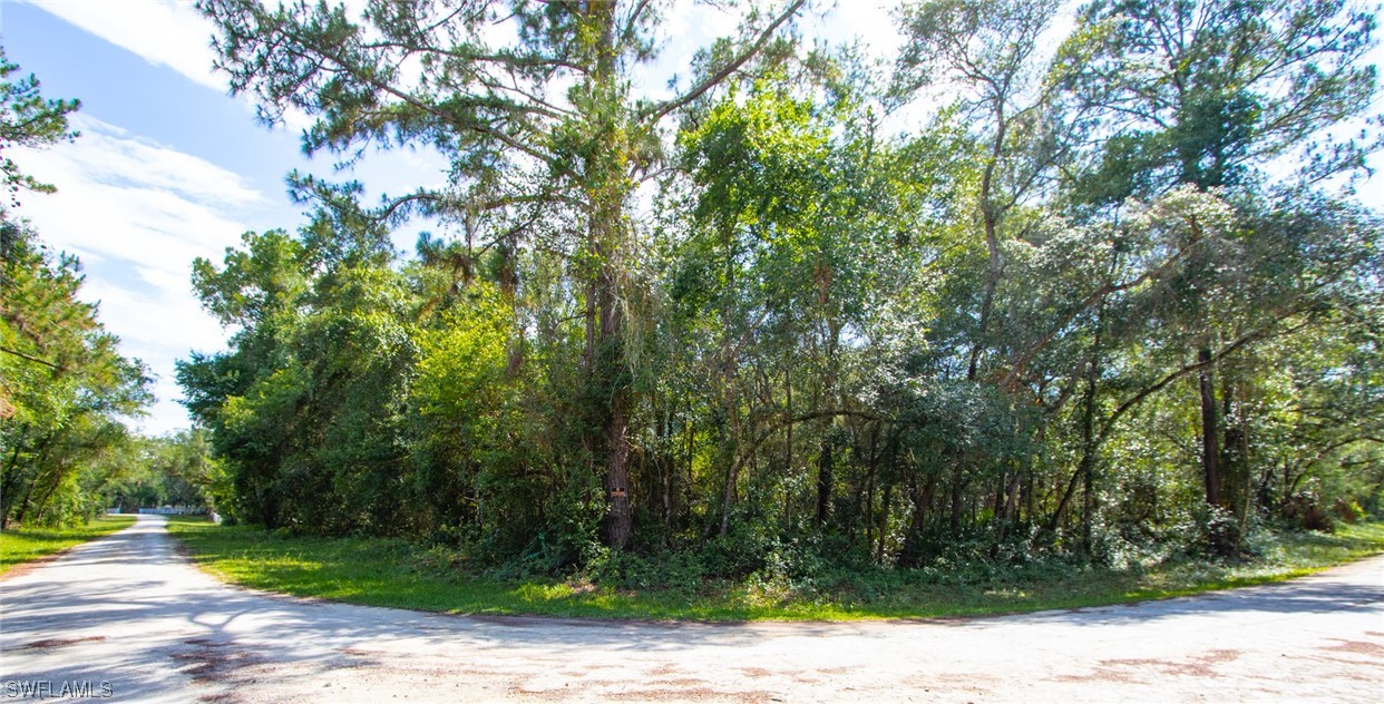 a view of a yard with plants and large trees