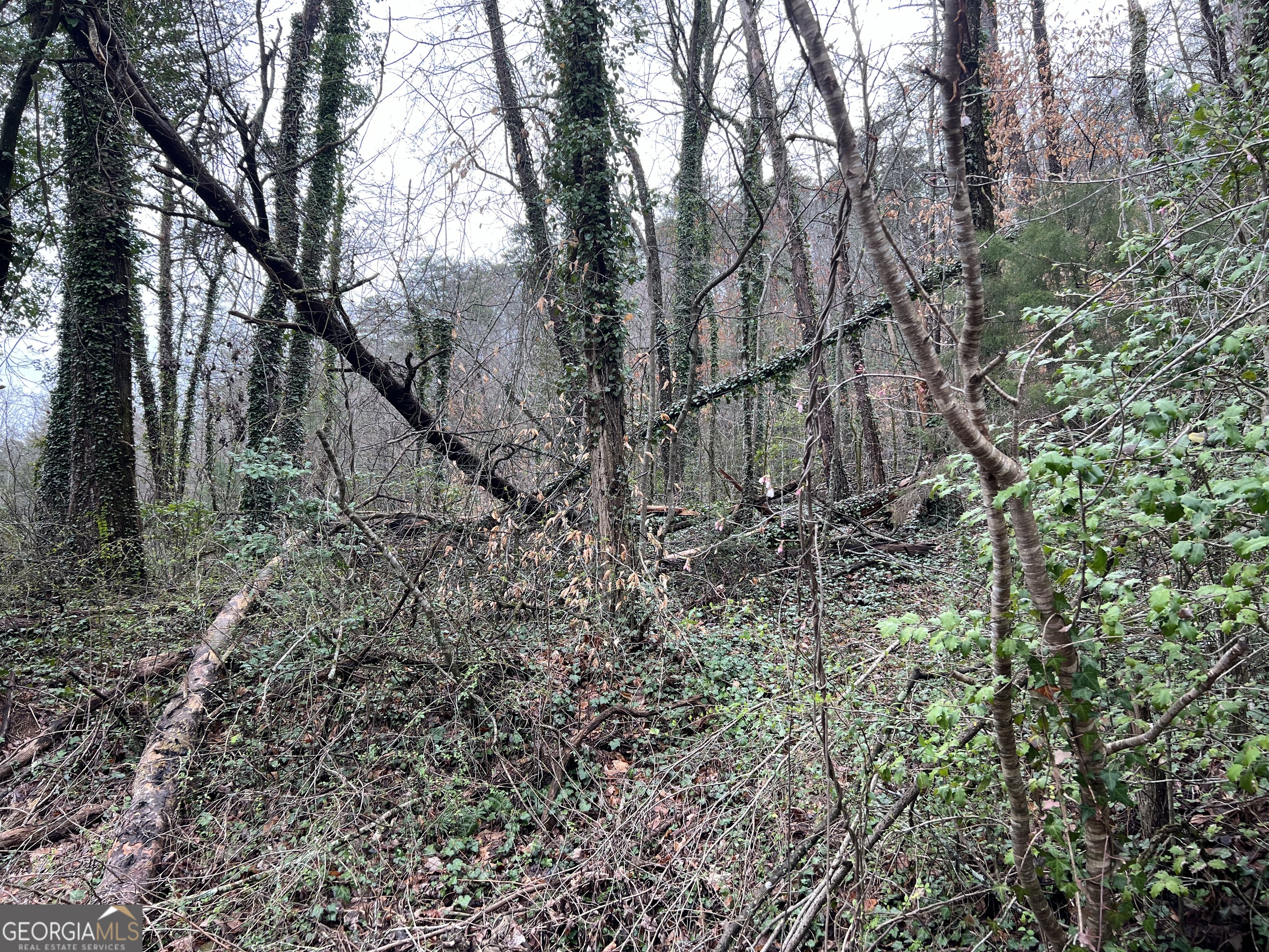 a view of a forest with a trees