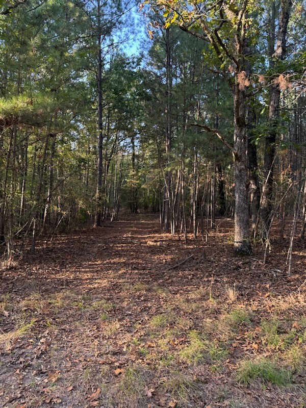 a view of a forest with trees in the background