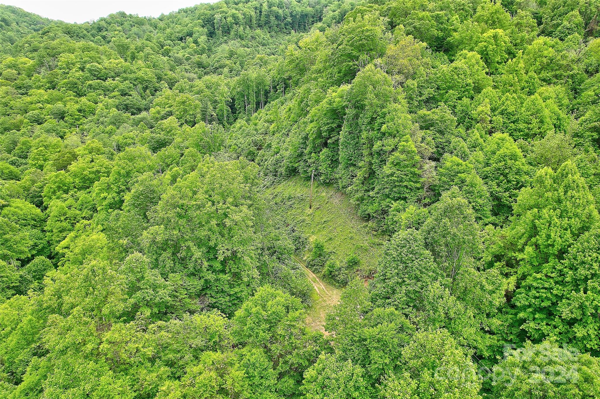 a view of a lush green forest