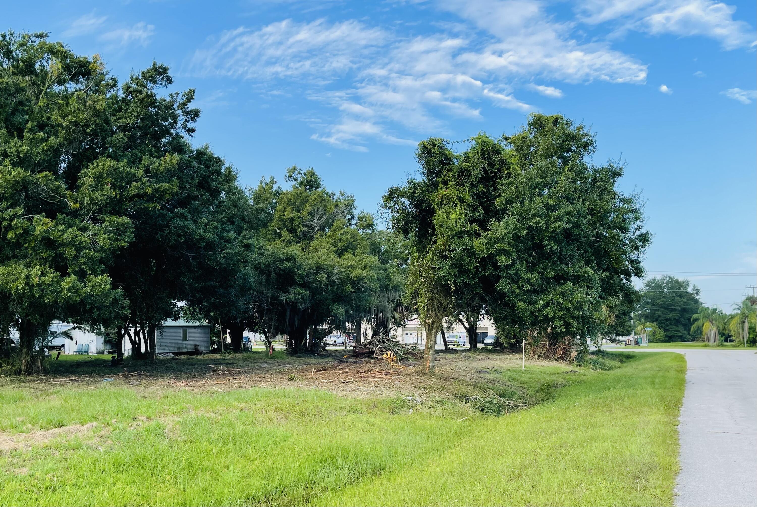 a view of a park with large trees