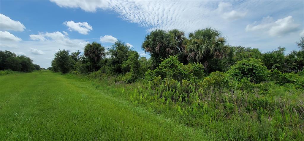 a view of a bunch of trees